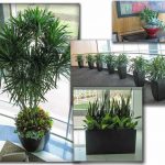 Magellan_Lobby-live-indoor-plants-St-Louis Magellan Lobby live-indoor-plants St-Louis