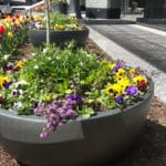 spring-planting-st-louis-2018-growing-green-inc-3 Spring-planting in St. Louis by Growing Green inc