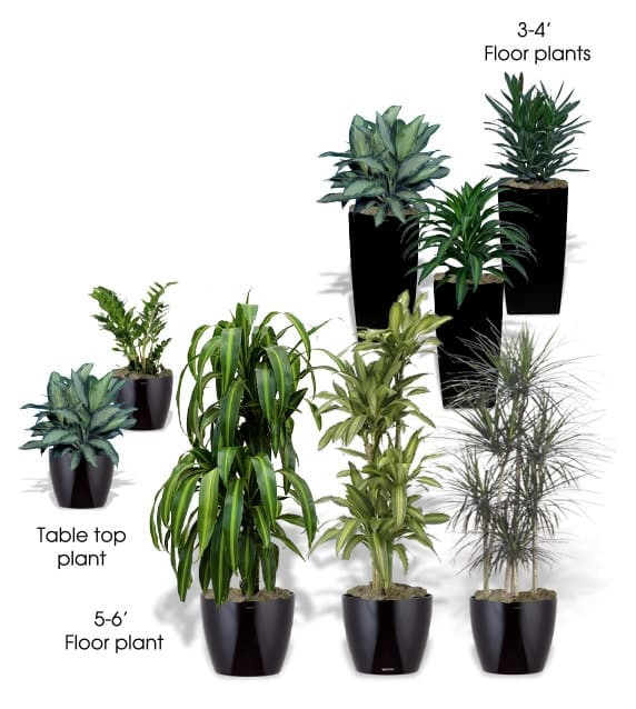 Plant Rentals – St. Louis