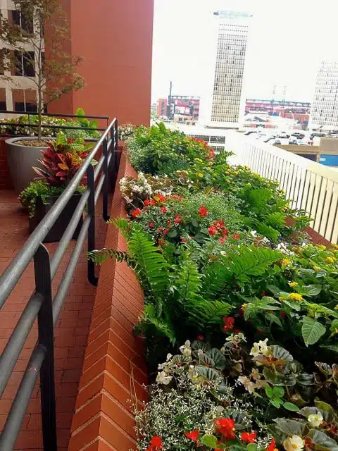 Exterior plantings in St. Louis by Growing Green inc