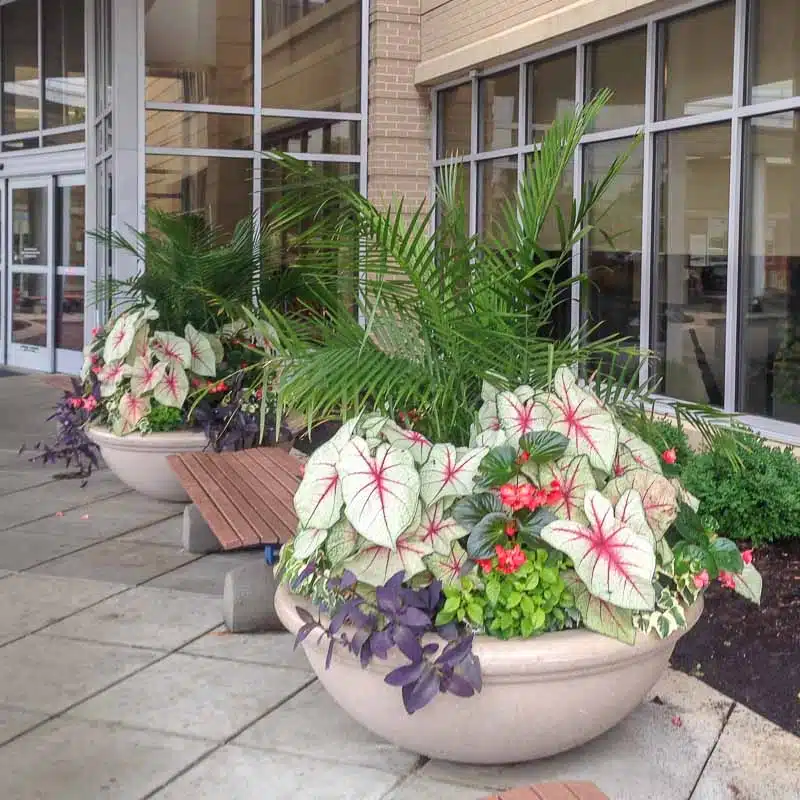 Outdoor Live Plant Design St Louis