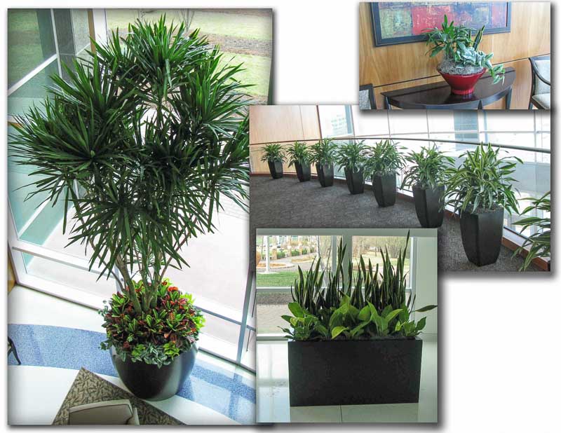 Who Should Have Live Plants