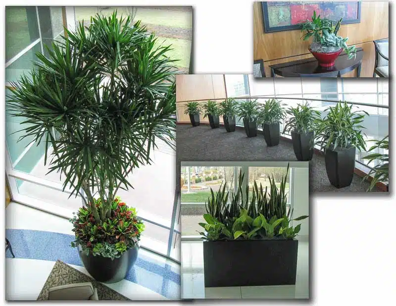 Magellan Lobby live-indoor-plants St-Louis