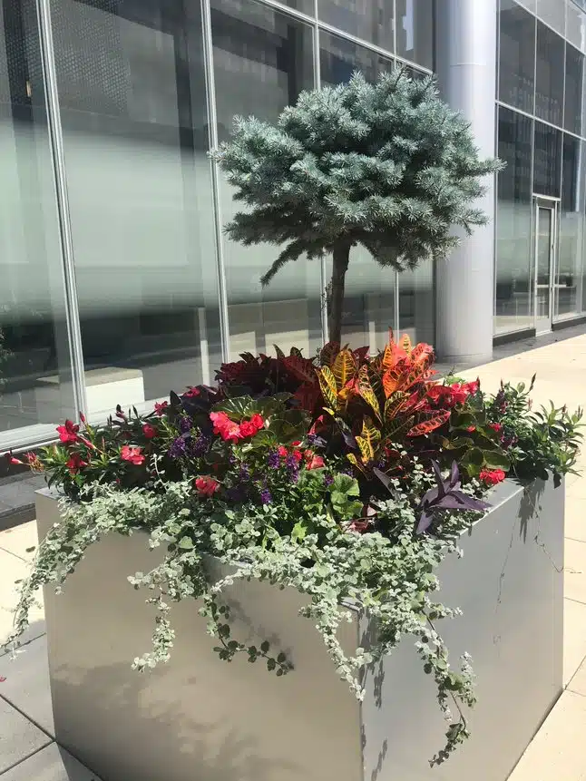 Outdoor plants in block planter for office building in St. Louis by Growing Green inc