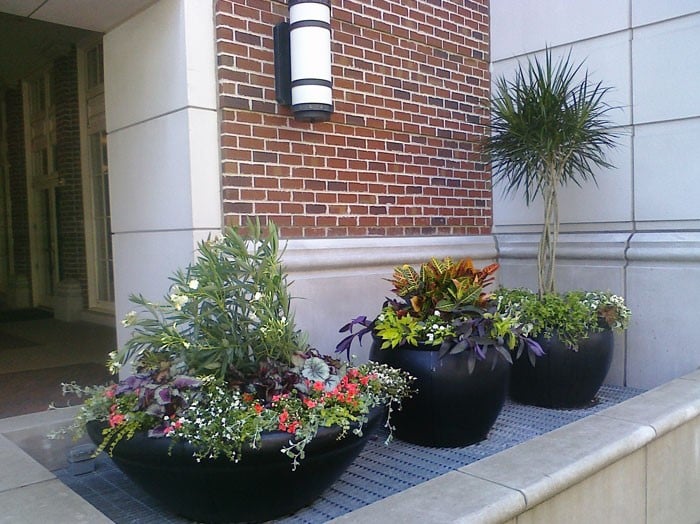 Outdoor plants in St. Louis by Growing Green inc