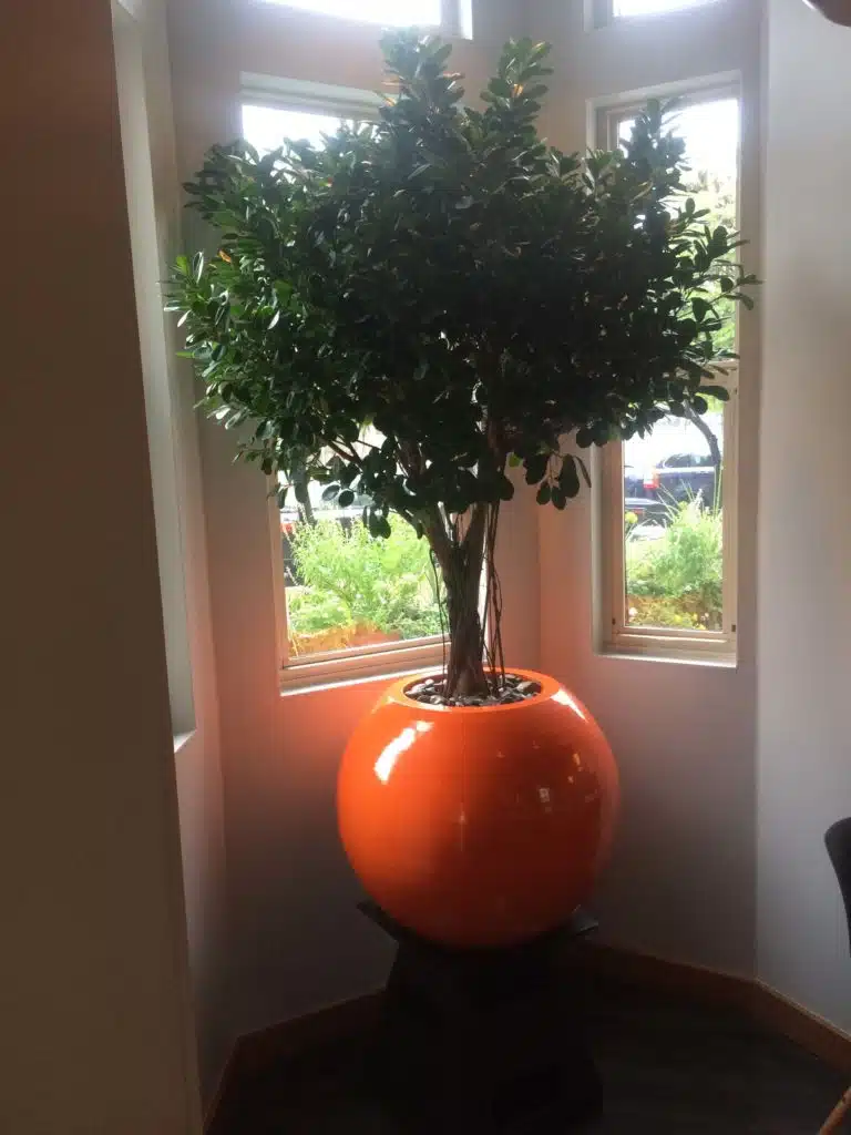 Small indoor tree planted in round orange bowl