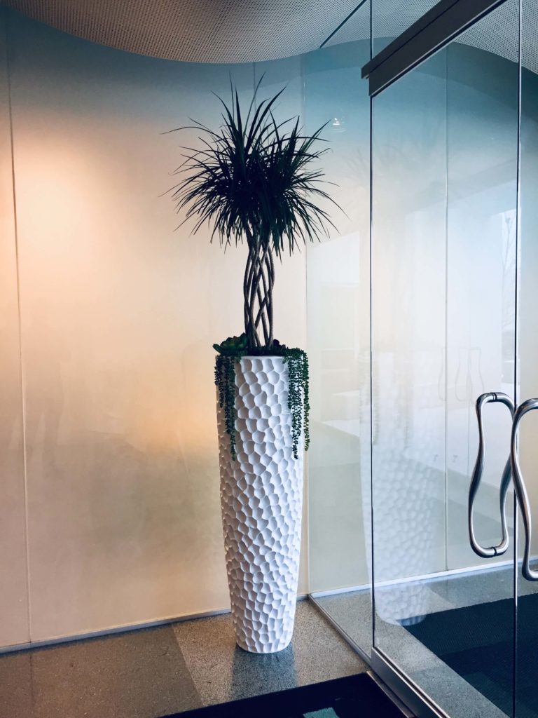 Tall decorative indoor planting