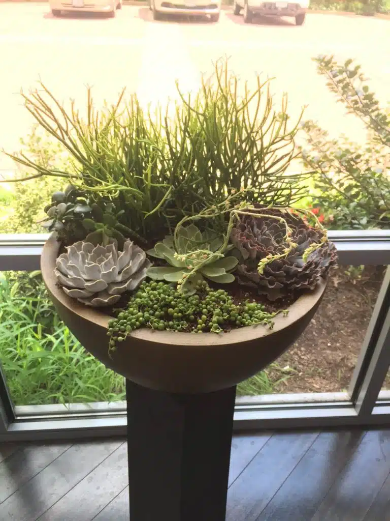 Indoor bowl planting with Succulents