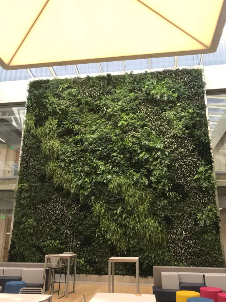 Large vertical green wall at Washington University