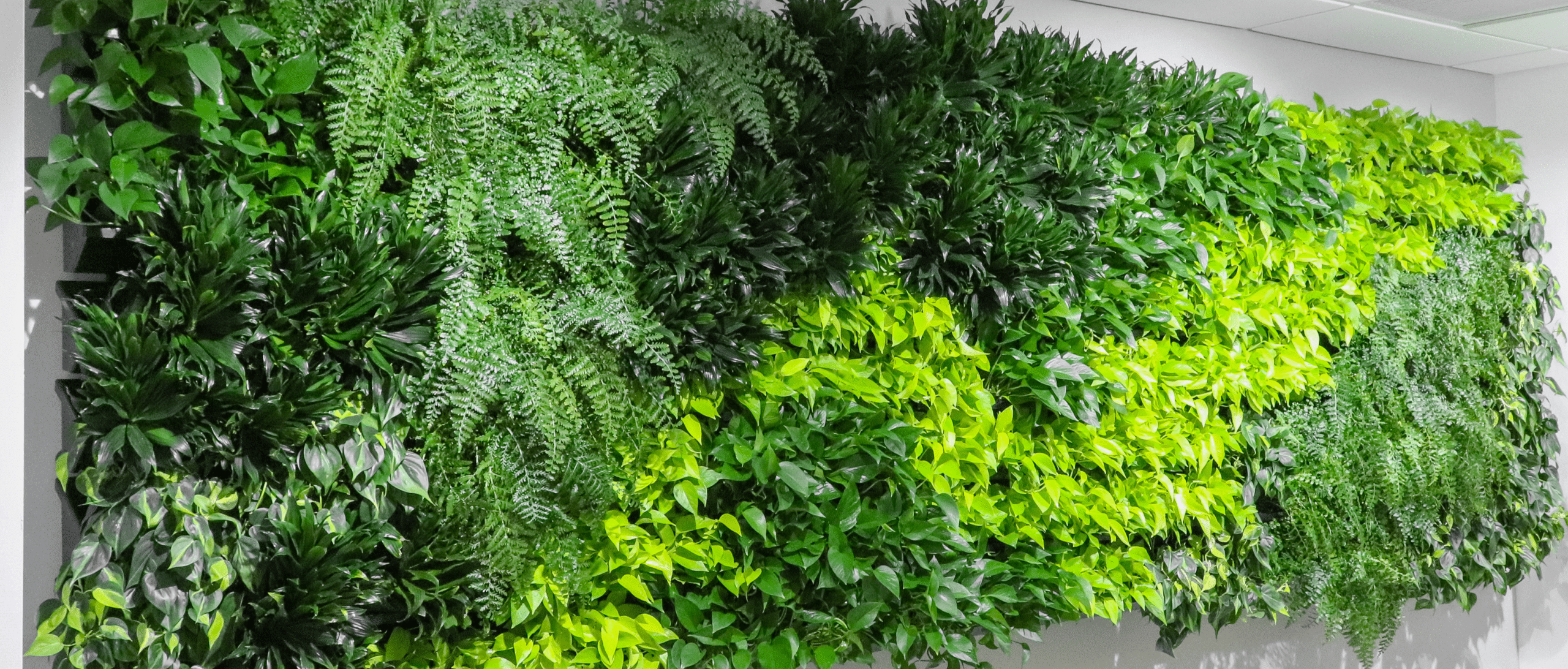 StunningIndoorGreenWall - Copy StunningIndoorGreenWall - Copy