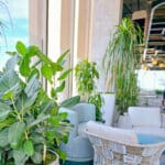 BiophilicPatio 3