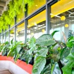 BiophilicPatio 5