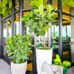 BiophilicPatio 7