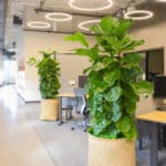 OfficeBliss 8