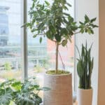 OfficeSanctuary 4