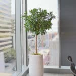 OfficeSanctuary 7