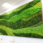 SereneGreen 5